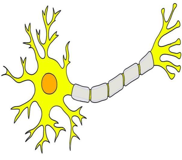 Nerve Pathway Nerve impulses travel from neuron to neuron The axon sends the impulse; the dendrite