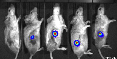 C57BL/6 F1 chimera recipient mice (A) Tumour Size mm 2 200