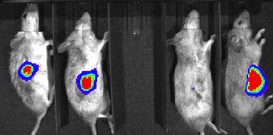 Balb/c F1 chimera recipient mice (A) Tumour Size mm 2 200 150 100 50