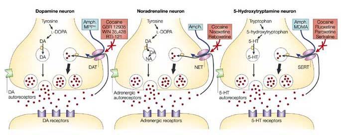 Termination of neurotransmitter effects Psychostimulants: Cocaine and amphetamine Diffuse away Reuptake Dopamine, Norepinephrine