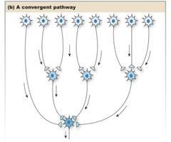 CONVERGENCE When axons originating from different parts of the nervous system and leading