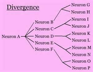 DIVERGENCE When impulses leaving a neuron of a neuronal pool