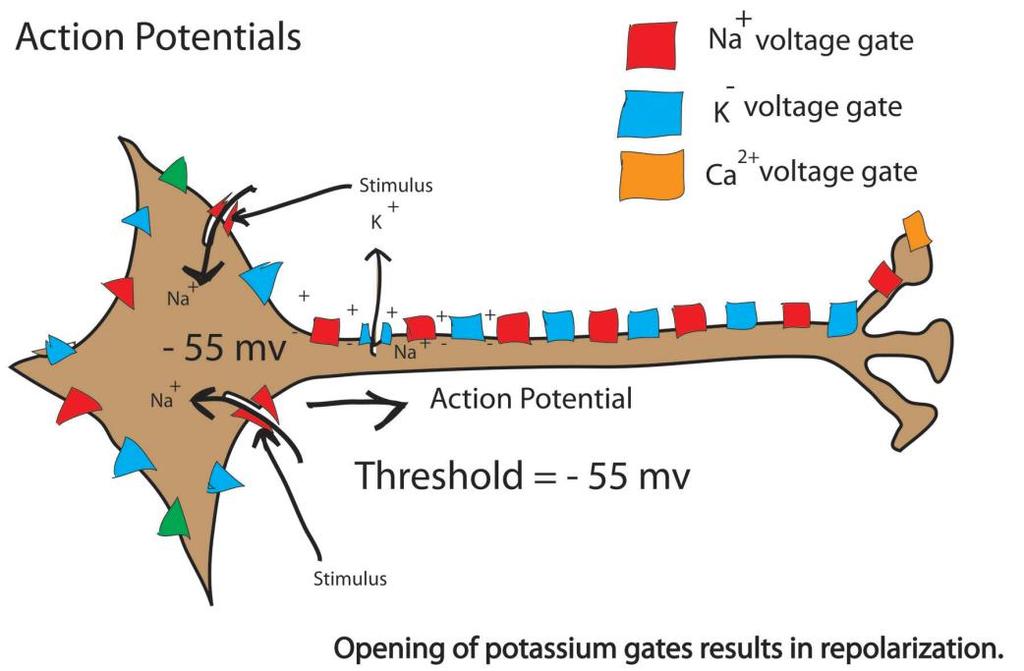 THRESHOLD POTENTIAL If neurons are depolarized sufficiently, the membrane