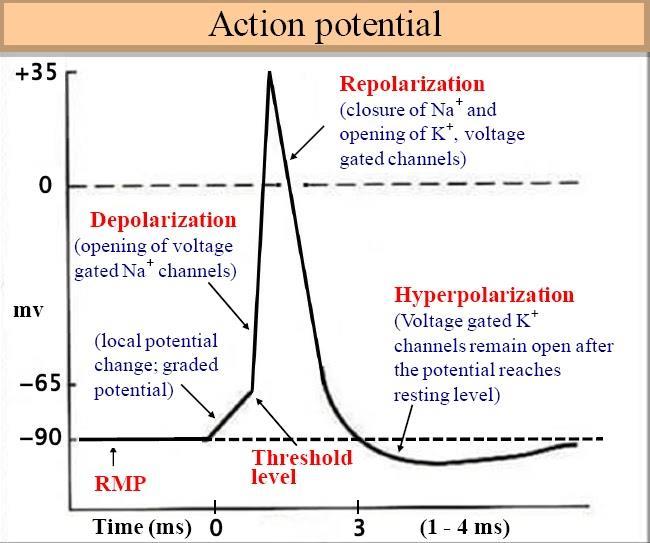 ACTION POTENTIAL When threshold is reached, an action