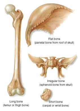Skeletal System Ligaments connect bone to bone at