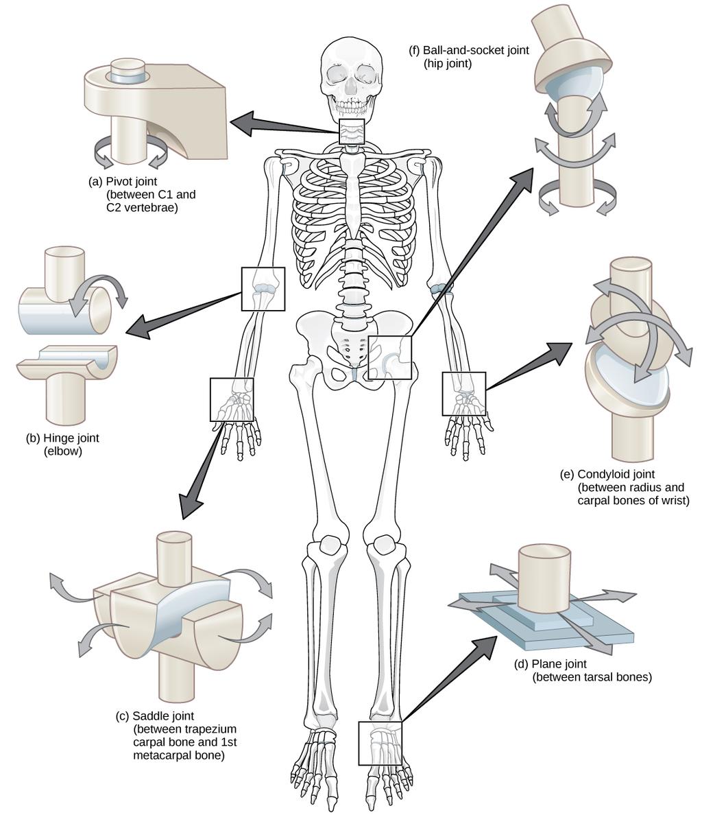 Types of Joints How does each type of hinge explain the movement of the skeleton
