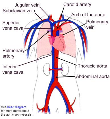 cardiovascular (circulatory) system?