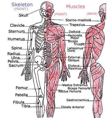Muscles What are the three types of muscle and