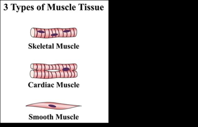 What is the function of the muscles?