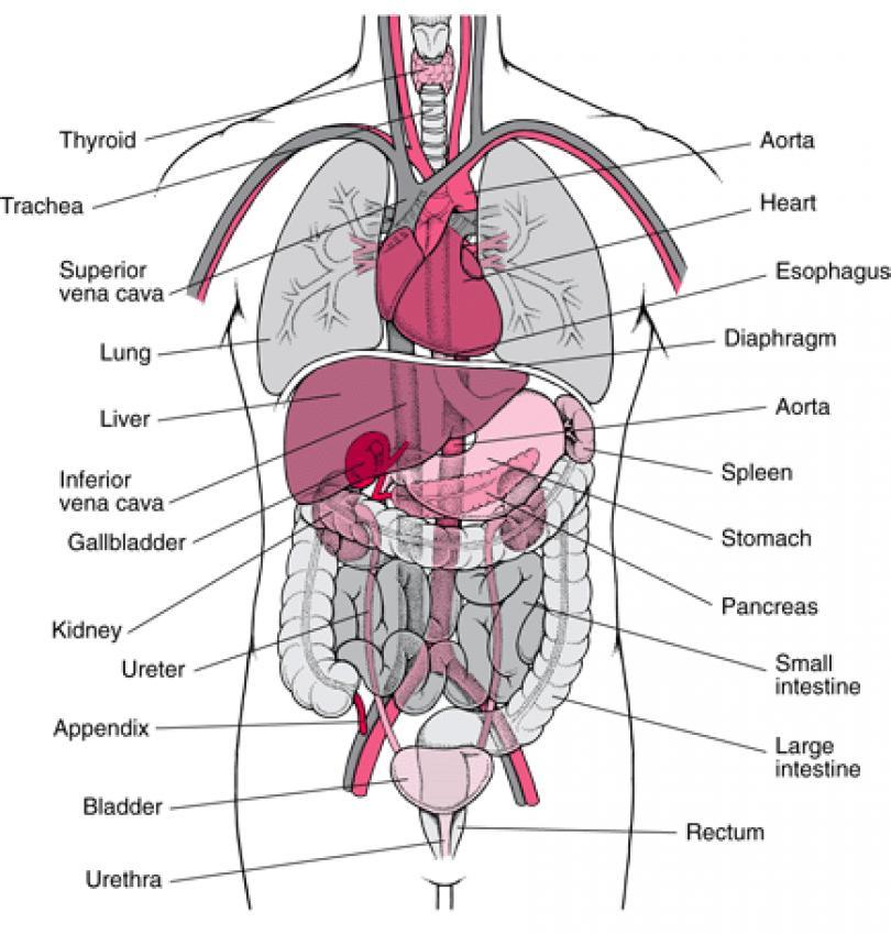 Know the structures and functions of the body systems.