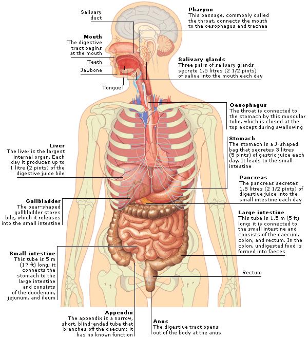 Digestive System Know the parts of the digestive system and the
