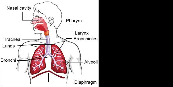 Respiratory System Why does the left lung have only two lobes, but the right lung has three lobes?