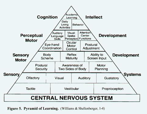 Slide 13 Figure 1 Graphic showing Pyramid of Learning (Williams & Shellenberger, 104): a pyramid shape representing the central nervous system.