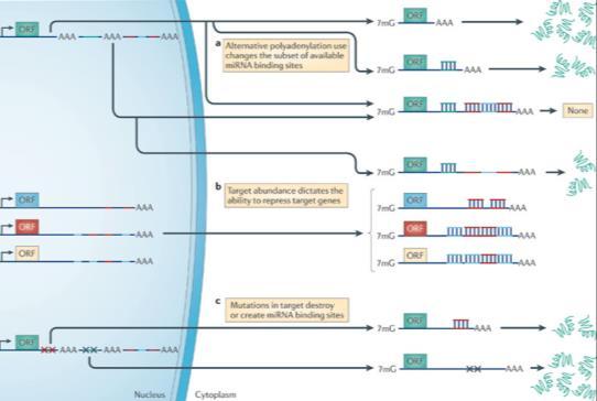 alterations in cancer Genomic Alterations Amplification Deletion Mutation Transcription &
