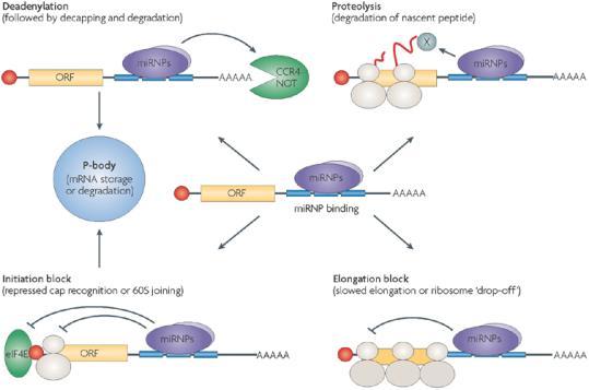 Non-canonical microrna biogenesis Drosha and DGCR8-independent Canonical pathway