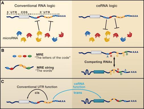 microrna-mediated networks The competing endogenous RNA (cerna) hypothesis All types of RNA transcripts communicate