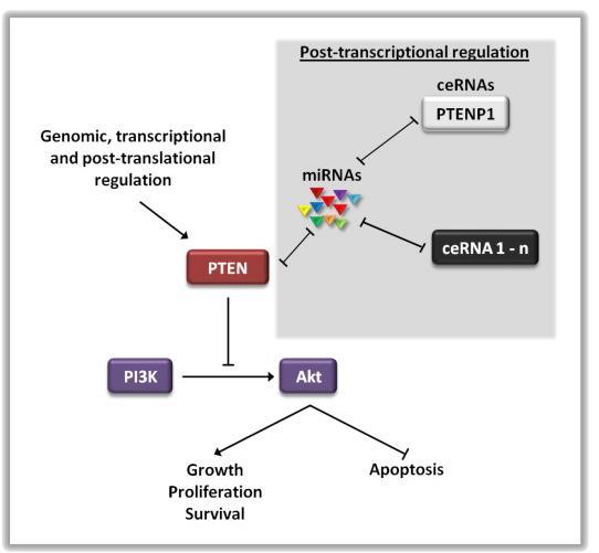 microrna-mediated modulation of PTEN Poliseno L. et al.