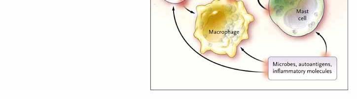 macrophage released mediators (eg