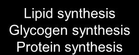 Lipid synthesis Glycogen synthesis Protein
