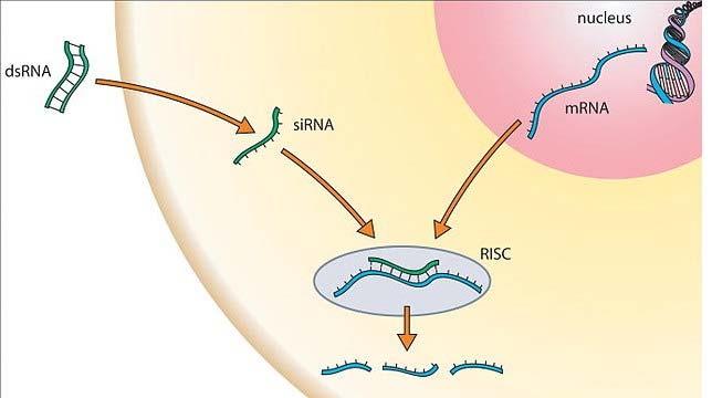 RNA inhibiting therapeutic