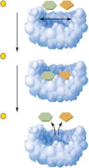 Mechanism of Enzyme Action Ability of enzymes to lower requirement is due to structure Each type of enzymes has highly-ordered characteristic 3- dimensional shapes (conformation) Containing pockets