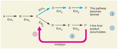 End-Product Inhibition When 1 product in a divergent pathway inhibits activity of the branch-point enzyme Prevents final product accumulation Causes reaction to favor alternate pathway Occurs by