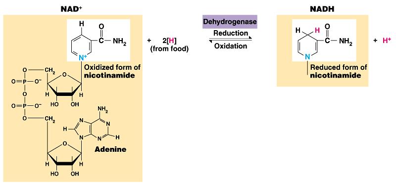 This changes the oxidized form, NAD +, to the reduced form, NADH, or NADH 2, or NADH + H + NAD +