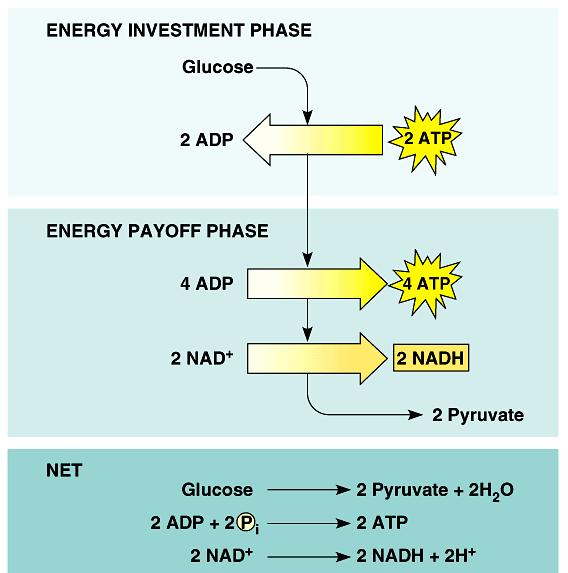 In the energy investment phase, ATP provides activation energy by phosphorylating glucose. This requires 2 ATP per glucose.