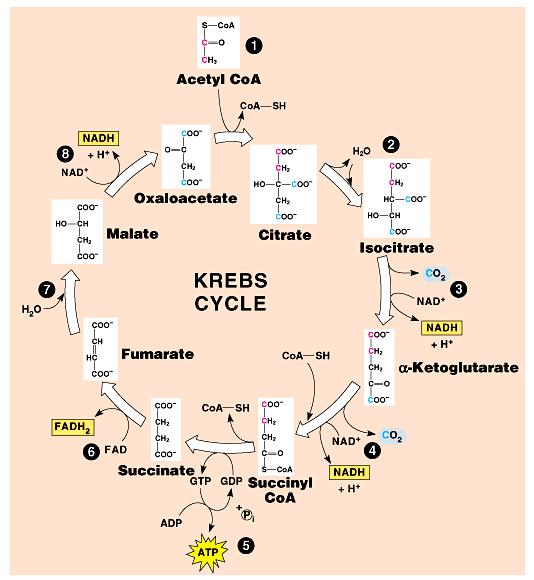The Krebs cycle consists of eight steps. These rxns occur in the matrix, the fluid inside the inner membrane.