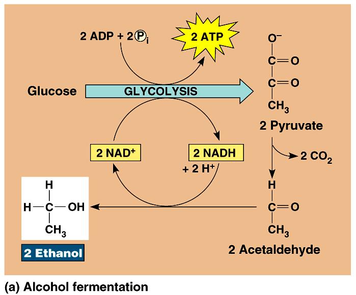 In alcohol fermentation, pyruvate is converted to ethanol in two steps. First, pyruvate is converted to a two-carbon compound, acetaldehyde, by the removal of CO 2.