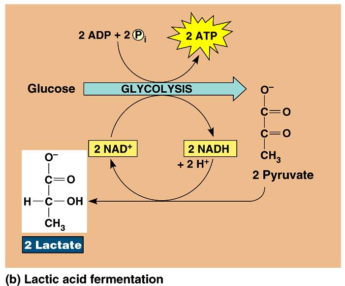 During lactic acid fermentation, pyruvate is reduced directly by NADH to form lactate ( lactic acid). Lactic acid fermentation by some fungi and bacteria is used to make cheese and yogurt.
