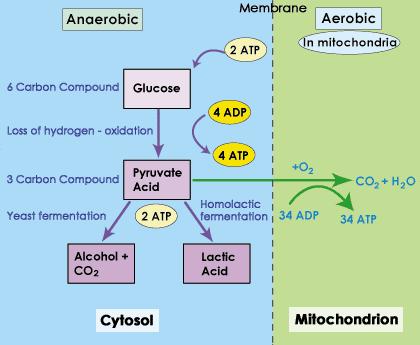 Fate of pyruvate Depends on oxygen availability When oxygen is present, pyruvate is oxidized to acetyl- oa which enters the Krebs cycle Aerobic respiration