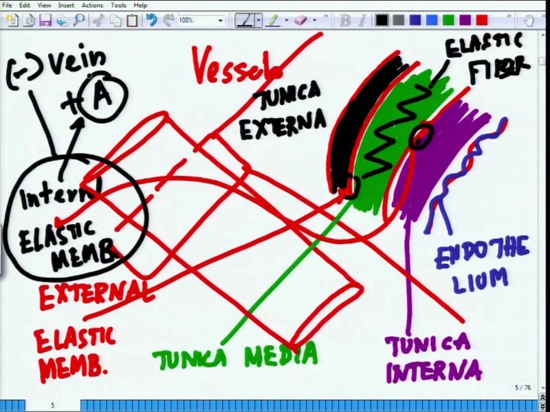 (Refer Slide Time: 15:56) Arteries and the veins, the next classification is in terms of Internal Elastic Membrane is arteries is present, where as
