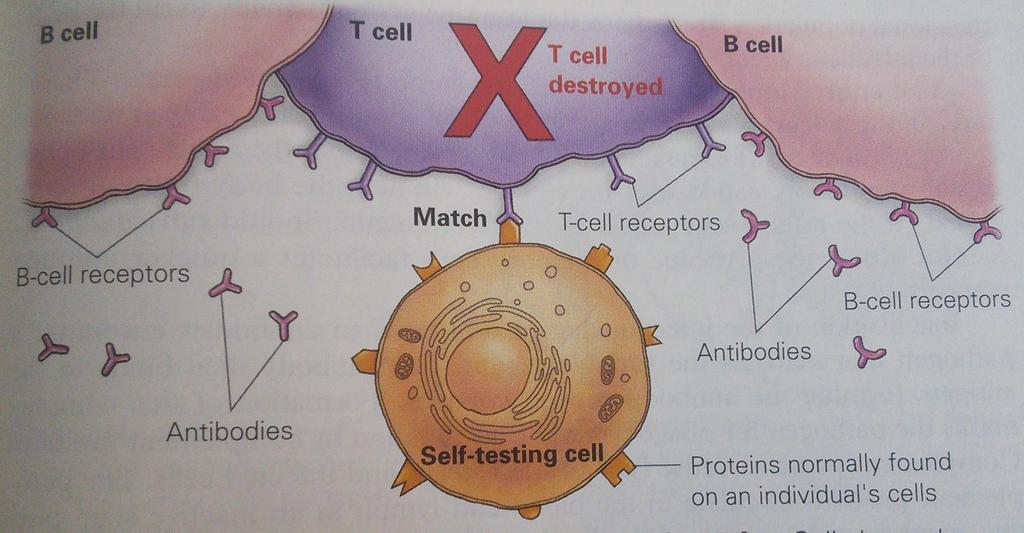 Self vs Nonself Developing lymphocytes are tested in the thymus to determine whether they are self or non self.