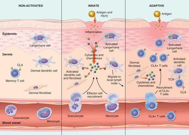 The innate immune interact with the adaptive immune system 1.