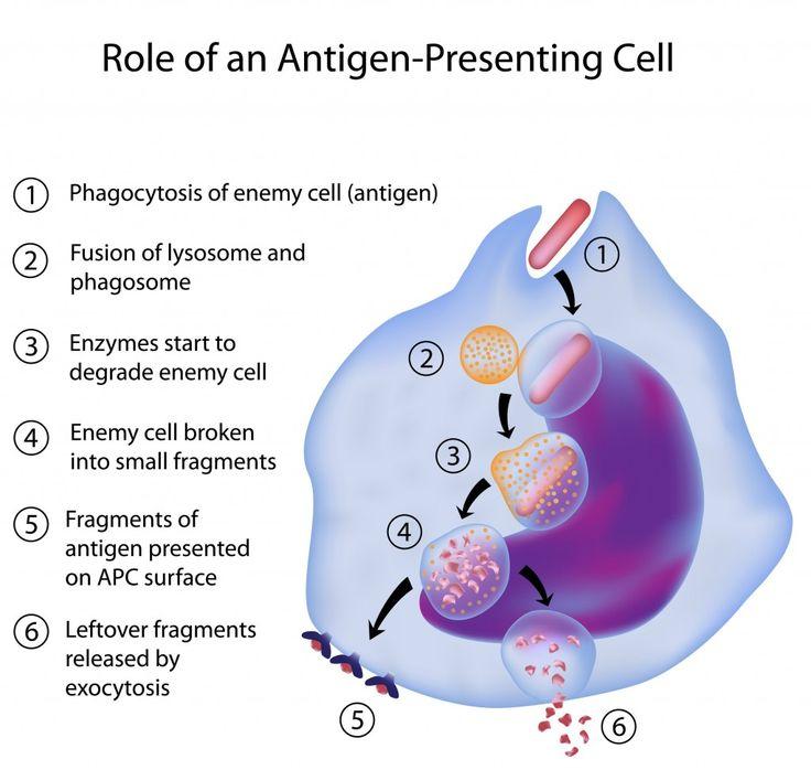of an invading pathogen, toxin, or dust/food Epitopes (antigenic Exogenous antigens are proteins or other structures found on the outside of a virus or bacterium Bacteria Exogenous antigens