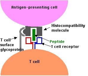 cell, they are referred to as antigen presenting Dendritic are a type of antigen presenting (APCs) found near surface of skin.