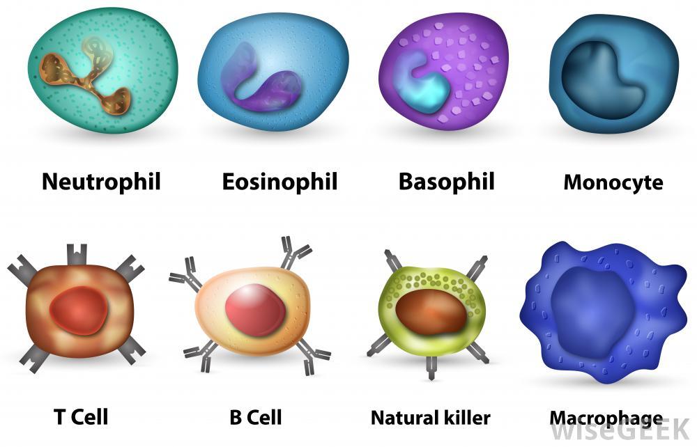 Leukocyte review Recap: are found on all, and I are found on only certain immune All in body Macrophage, dendritic cell, others I is like a hall pass.