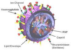 BASIC SCIENCE From Wikicommons Hemagglutinin Binds to cell surface to initiate infection Got its name due to the fact