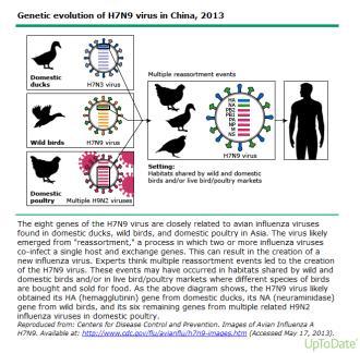 General Epidemiology Antigenic shifts Genetic changes based on reassortment Occur approximately every 10 yrs Antigenic drifts Minor antigenic changes based on mutation H7N9 Novel influenza virus