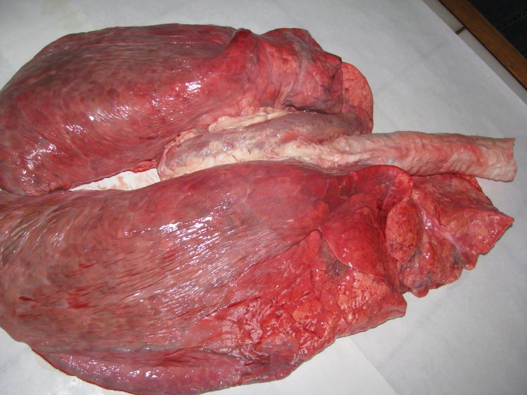 Cow Lungs