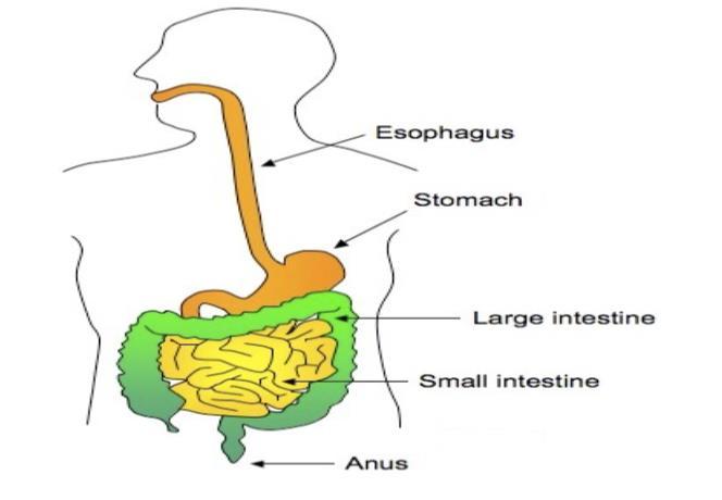 THE DIGESTIVE TRACT The Tube in which the food travels through as it is