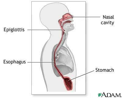 Esophagus -A tube connecting your mouth to your stomach -Surrounded by smooth muscle tissue which can
