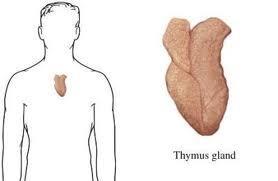 Thymus gland Precursor cells from the bone marrow travel to the thymus gland and here they develop into