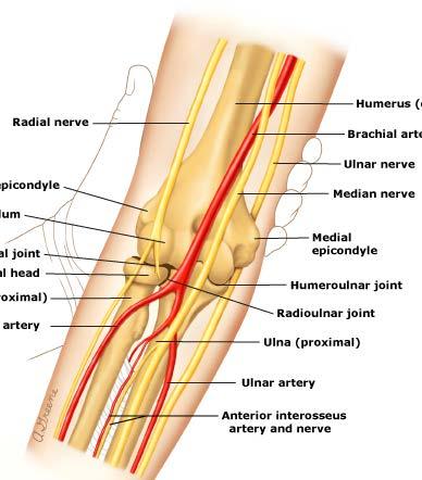 Nerves Median nerve crosses elbow to form the interosseous www.uptodate.