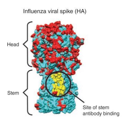 Universal influenza vaccines Induce responses that are directed at highly conserved epitopes Haemagglutinin (HA) Stalk region more conserved than the globular head, but epitopes in head are