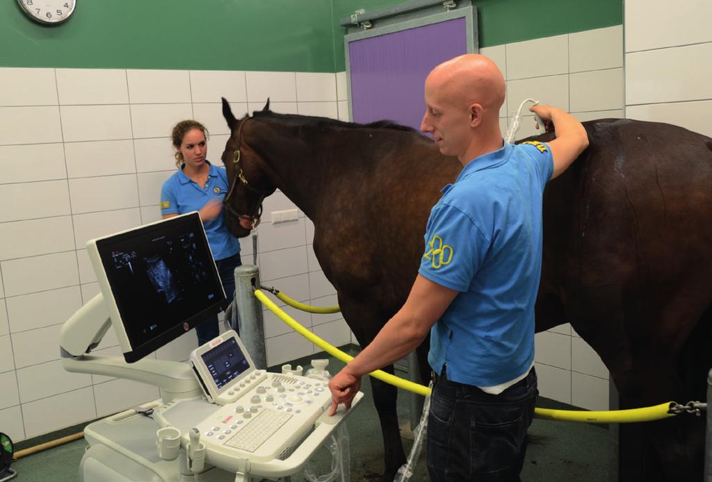 Top horses examined by ultrasound specialists need the best clinical exam possible. With the MyLabEightVET you know you get the best images tendon, the spine, abdomen, and cardiology.