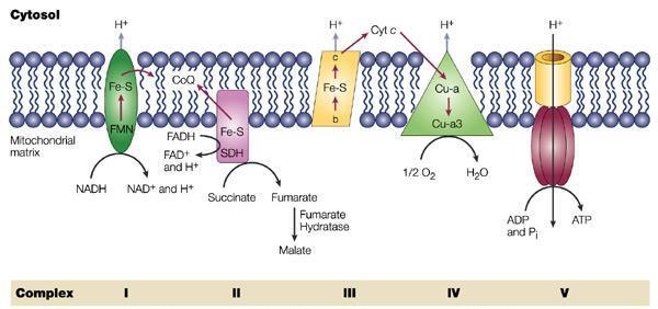 Oxidative phosphorylation Oxidative phosphorylation has 3 major aspects: 1.