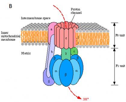 How do electrons move from complex 3 to complex 4? Since these complexes are spanning the membrane, the carrier is outside the membrane.