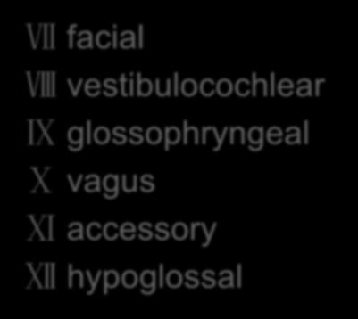abducens Ⅶ facial Ⅷ vestibulocochlear Ⅸ